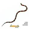 Milk Snake Campbelli (Lampropeltis triangulum) - A1925