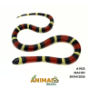 Milk Snake Campbelli (Lampropeltis triangulum) - A1925