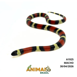 Milk Snake Campbelli...