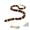 Milk Snake Campbelli (Lampropeltis triangulum) - A1925