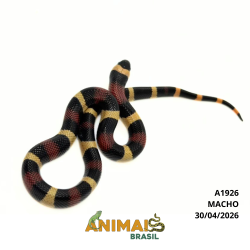 Milk Snake Campbelli...