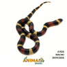 Milk Snake Campbelli (Lampropeltis triangulum) - A1926