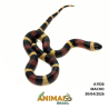 Milk Snake Campbelli (Lampropeltis triangulum) - A1926