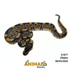 Píton bola - (Python regius) - A1877 - Comum
