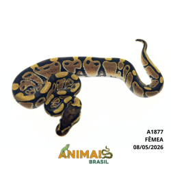 Píton bola - (Python regius) - A1877 - Comum