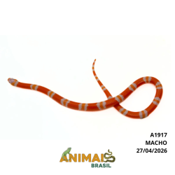 Milk Snake Hondurensis (Lampropeltis triangulum) - A1917