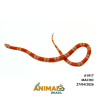 Milk Snake Hondurensis (Lampropeltis triangulum) - A1917