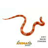 Milk Snake Hondurensis (Lampropeltis triangulum) - A1917