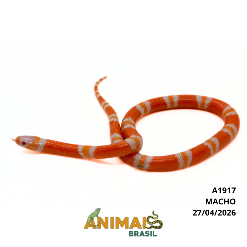 Milk Snake Hondurensis (Lampropeltis triangulum) - A1917