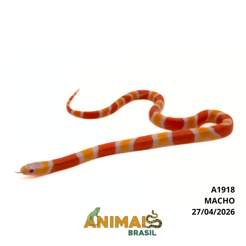 Milk Snake Hondurensis (Lampropeltis triangulum) - A1918