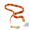 Milk Snake Hondurensis (Lampropeltis triangulum) - A1918