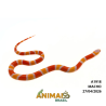 Milk Snake Hondurensis (Lampropeltis triangulum) - A1918