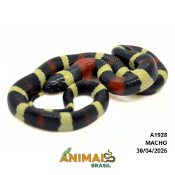 Milk Snake Campbelli...