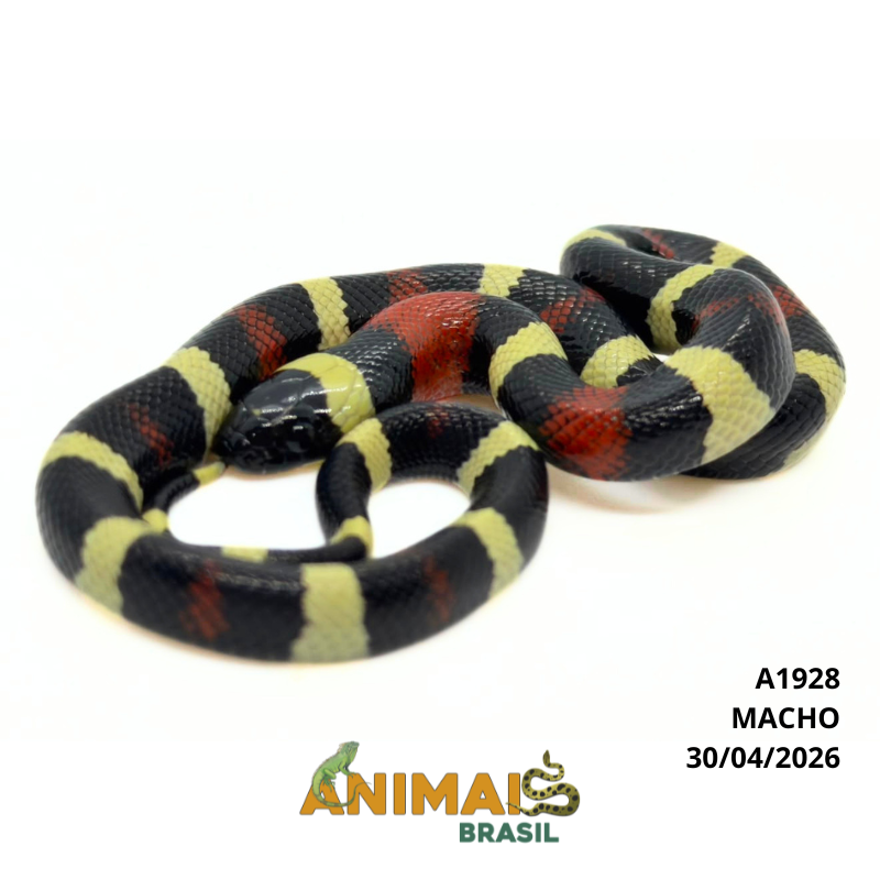 Milk Snake Campbelli (Lampropeltis triangulum) - A1928