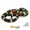 Milk Snake Campbelli (Lampropeltis triangulum) - A1928