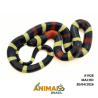 Milk Snake Campbelli (Lampropeltis triangulum) - A1928
