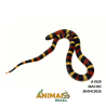Milk Snake Campbelli (Lampropeltis triangulum) - A1929