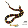 Milk Snake Campbelli (Lampropeltis triangulum) - A1929