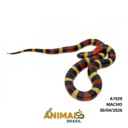 Milk Snake Campbelli...