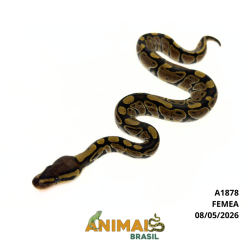 Píton bola - (Python regius) - A1878 - Comum