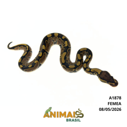 Píton bola - (Python regius) - A1878 - Comum