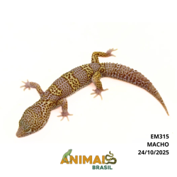 Gecko (Lagartixa Leopardo)...