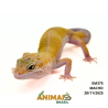 Gecko (Lagartixa Leopardo) - Em375 - Super Hypo Snake Eyes