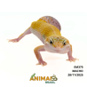 Gecko (Lagartixa Leopardo) - Em375 - Super Hypo Snake Eyes