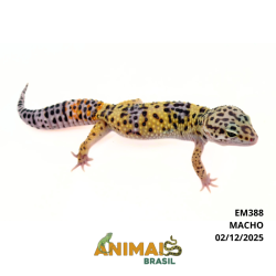 Gecko (Lagartixa Leopardo)...