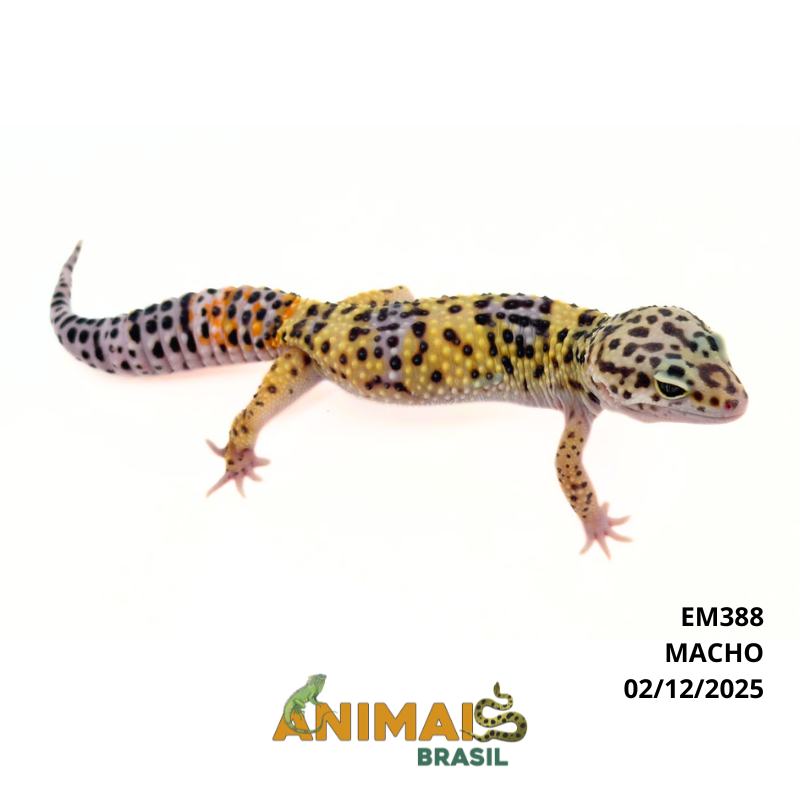 Gecko (Lagartixa Leopardo) - Em388- Comum