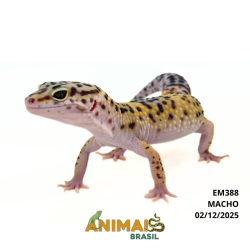 Gecko (Lagartixa Leopardo) - Em388- Comum