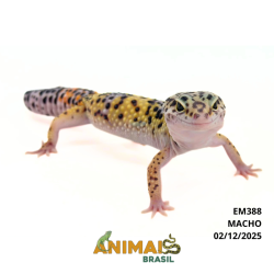 Gecko (Lagartixa Leopardo) - Em388- Comum