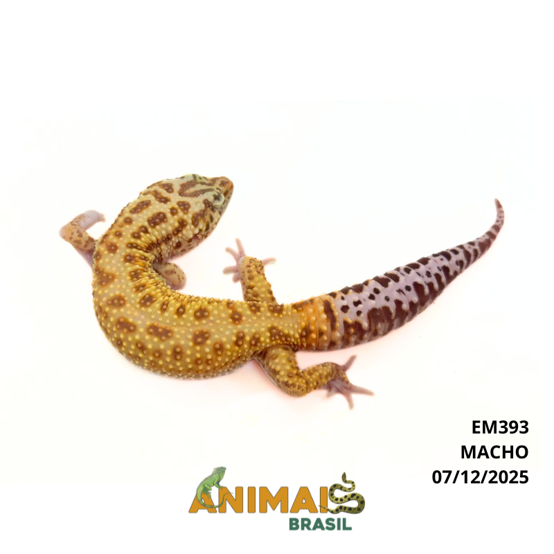 Gecko (Lagartixa Leopardo) - Em393 - Raptor Snake eyes