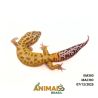 Gecko (Lagartixa Leopardo) - Em393 - Raptor Snake eyes