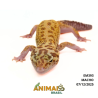 Gecko (Lagartixa Leopardo) - Em393 - Raptor Snake eyes