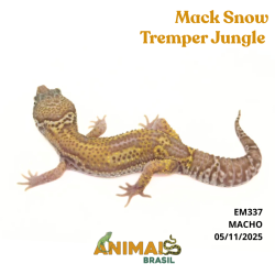 Gecko (Lagartixa Leopardo)...
