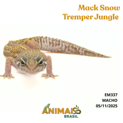 Gecko (Lagartixa Leopardo) - Em337 - Mack Snow Tremper Jungle