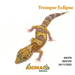 Gecko (Lagartixa Leopardo)...