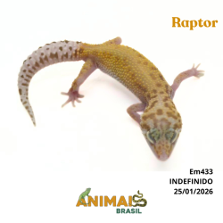 Gecko (Lagartixa Leopardo) - Em433 - Raptor
