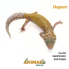 Gecko (Lagartixa Leopardo) - Em433 - Raptor