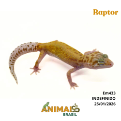 Gecko (Lagartixa Leopardo)...
