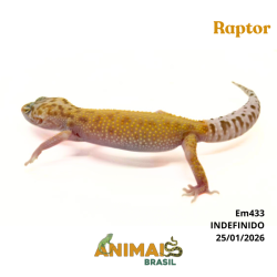 Gecko (Lagartixa Leopardo) - Em433 - Raptor