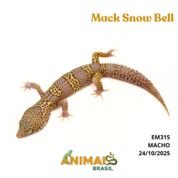 Gecko (Lagartixa Leopardo)...
