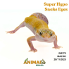 Gecko (Lagartixa Leopardo) - Em375 - Super Hypo Snake Eyes
