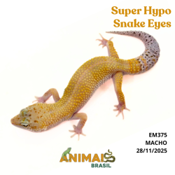 Gecko (Lagartixa Leopardo)...