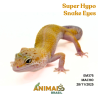 Gecko (Lagartixa Leopardo) - Em375 - Super Hypo Snake Eyes