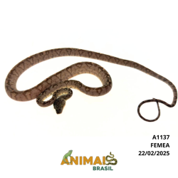 Suaçuboia ( Corallus hortulanus) - A1137 - Garden Marrom