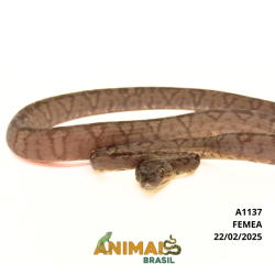 Suaçuboia ( Corallus hortulanus) - A1137 - Garden Marrom