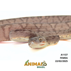 Suaçuboia ( Corallus...