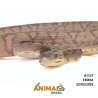 Suaçuboia ( Corallus hortulanus) - A1137 - Garden Marrom
